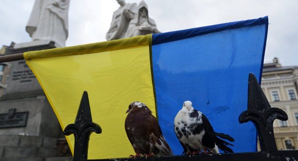 Eurovision pigeons have no ticket